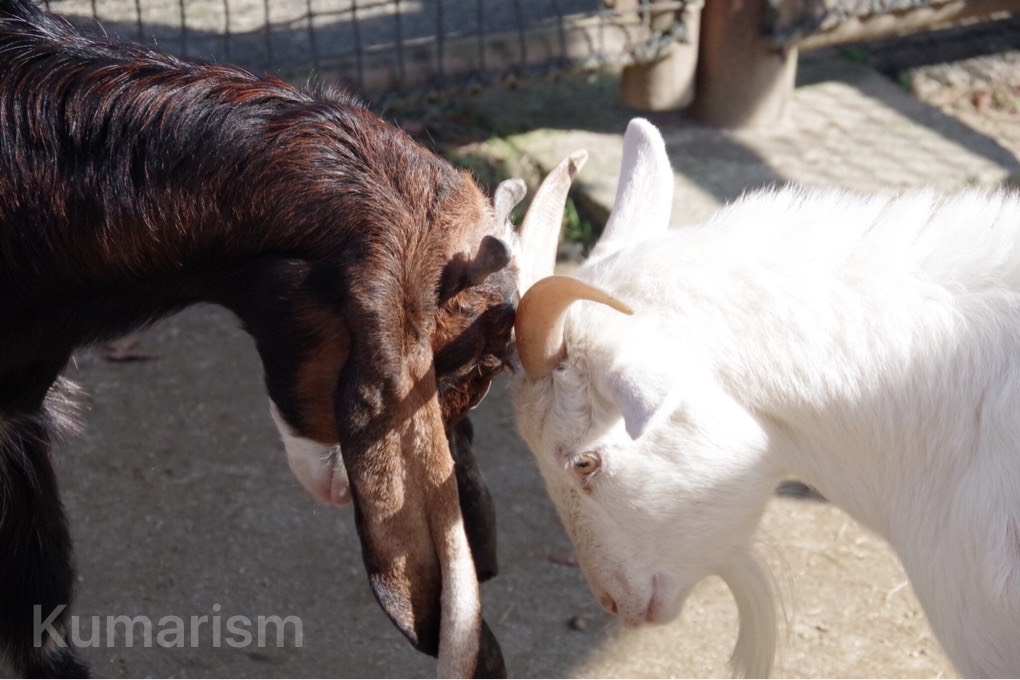 熊本市動植物園 700頭の動物がお出迎え 全面開園した動物園へいこう Kumarism くまりずむ