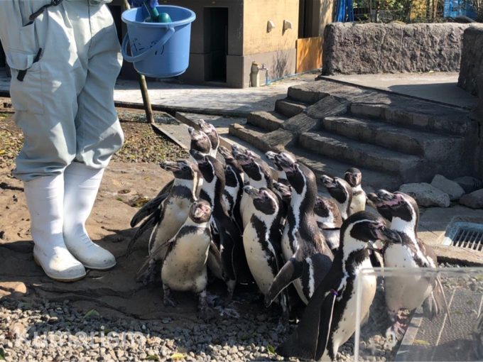 熊本市動植物園のペンギン